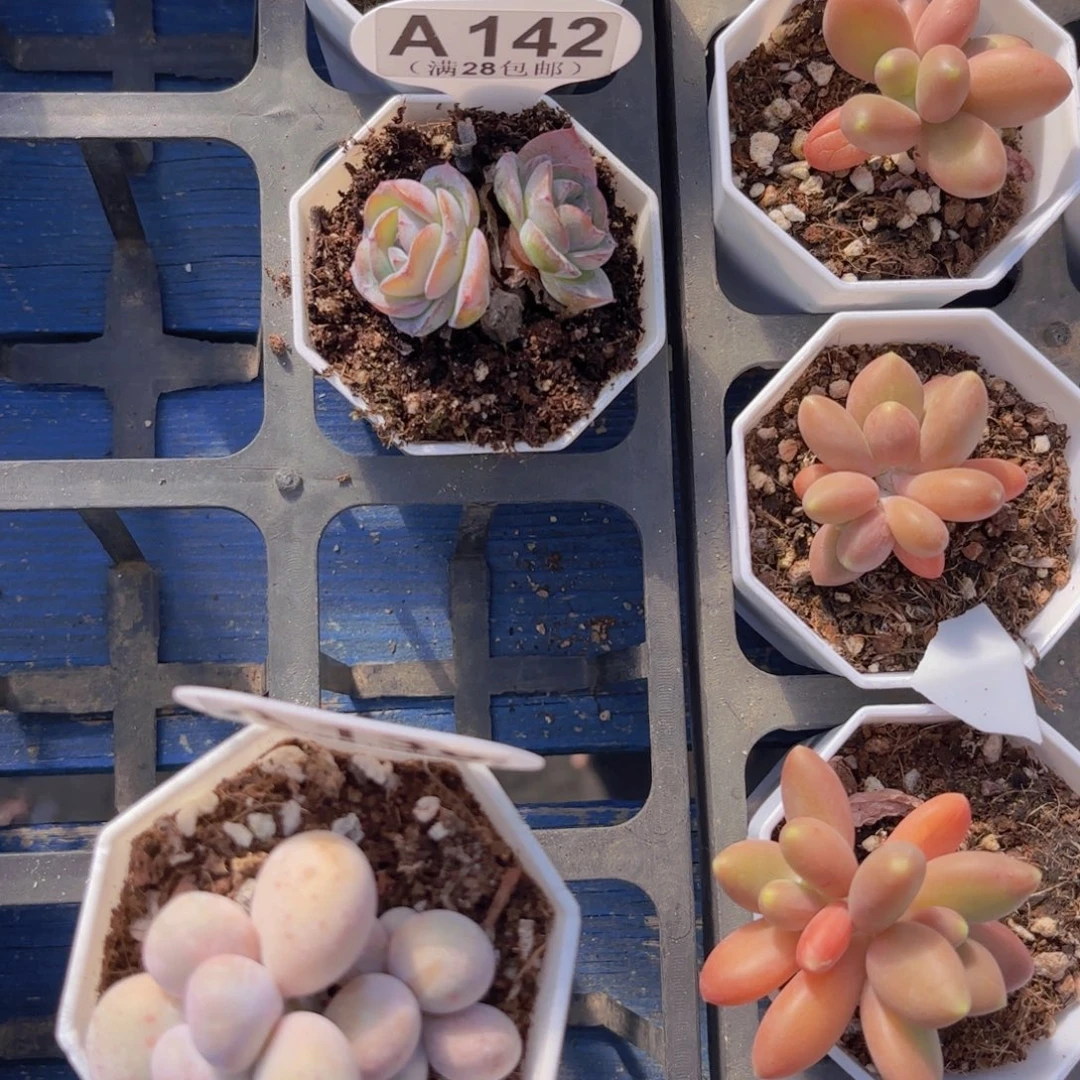 羚***主A142布鲁兰一物一拍