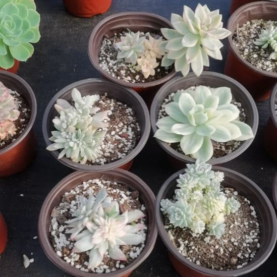 不同品种的景天锦5盆包邮（不包偏远地区）