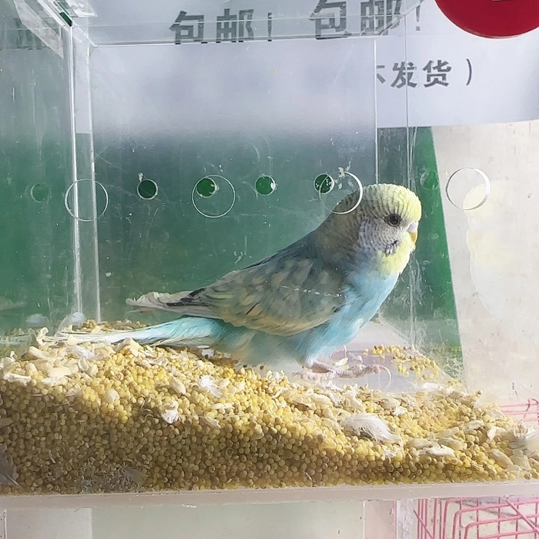 虎皮鹦鹉大头鹦鹉