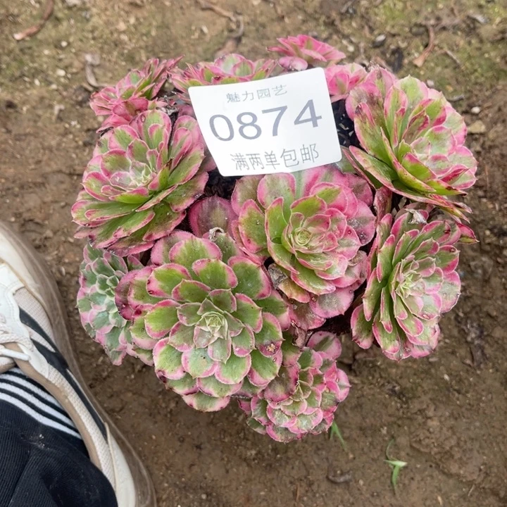 0874霁月的人多肉的