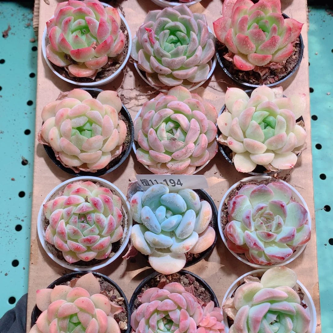 11-194一物一拍带盆18颗