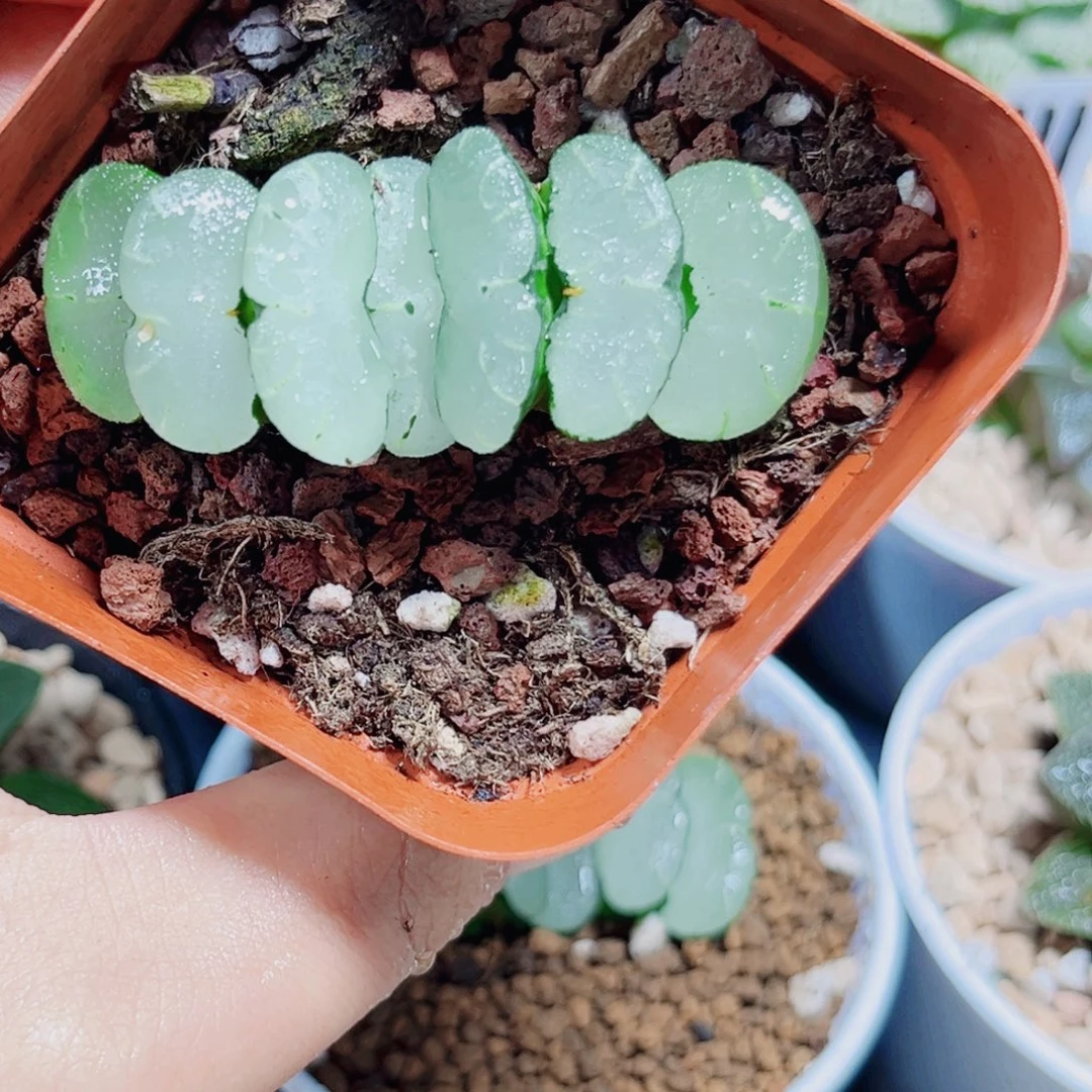 旷月玉扇多肉植物