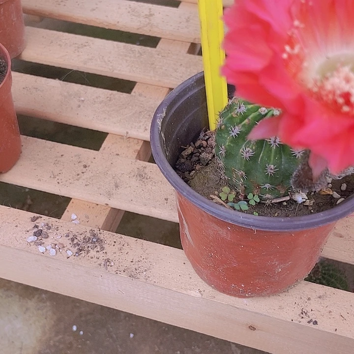 啊****仙人掌彩草A089瑕疵无售后摘花脱土发货