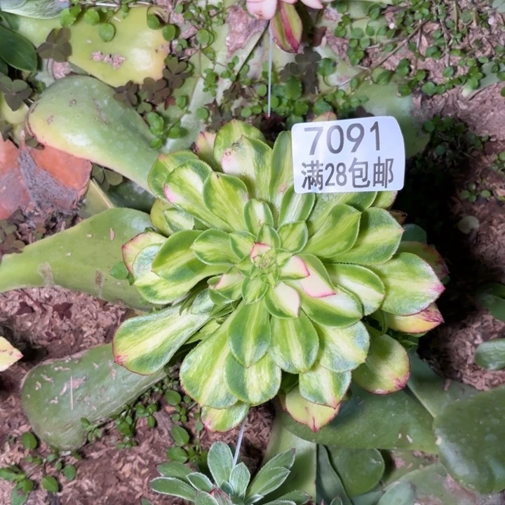 幽**霓C. 7091知否多肉