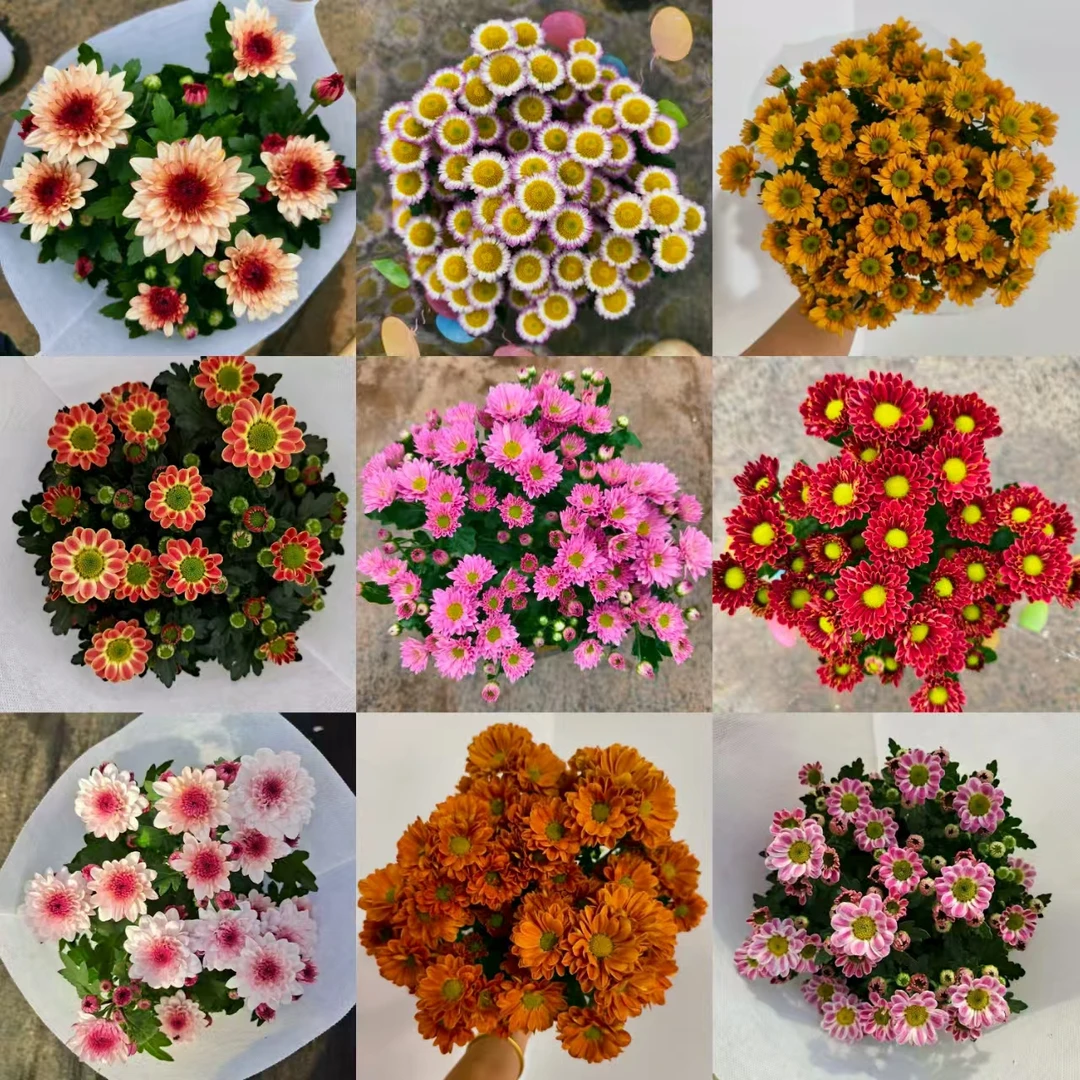 【精品荷兰菊】 高颜值 易养护 花期长 云南基地直发