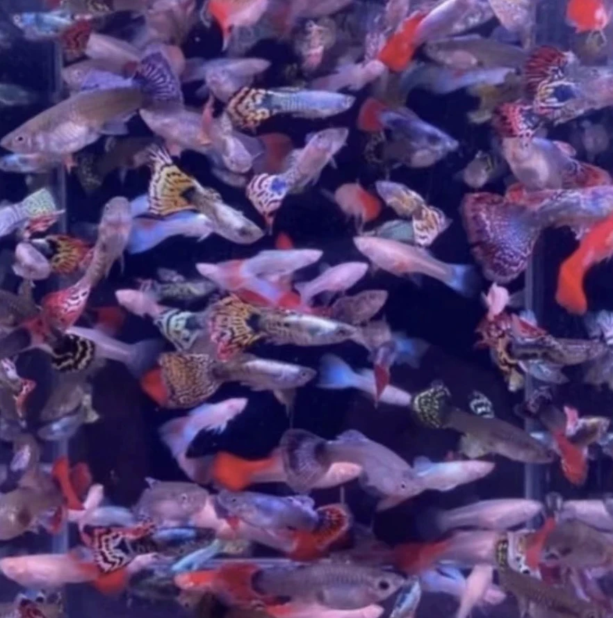 孔雀鱼观赏鱼繁殖鱼苗小型好养纯种胎生淡水热带凤尾大杂烩便宜