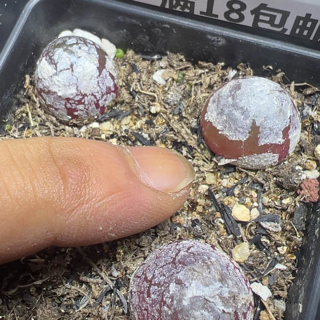 【闪购商品】 335。