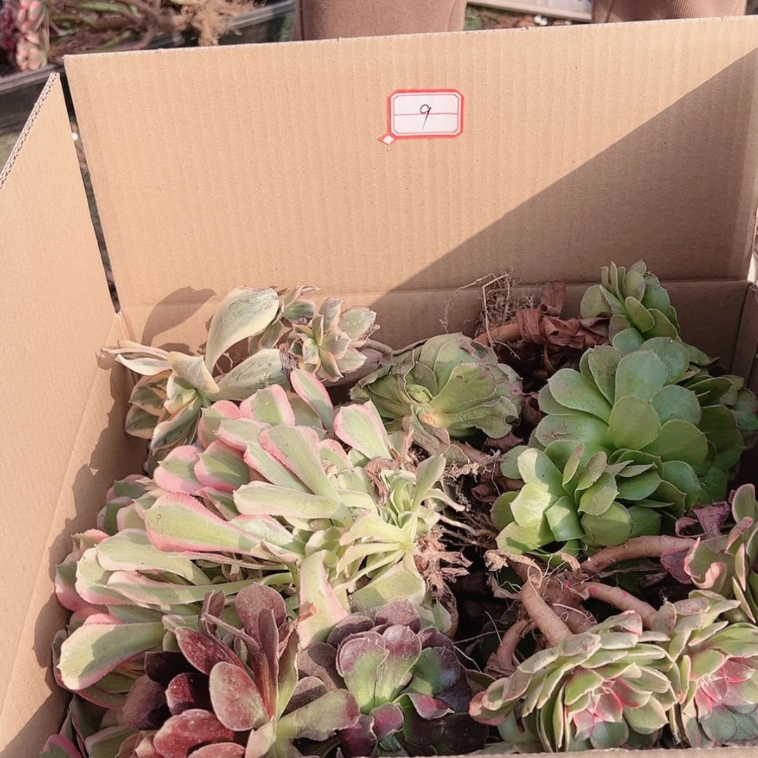 【闪购商品】无花朵蚊**蒸9号套餐无售后