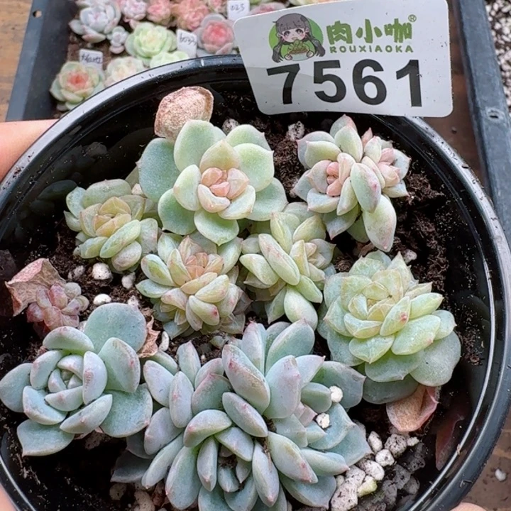 多肉植物多肉植物