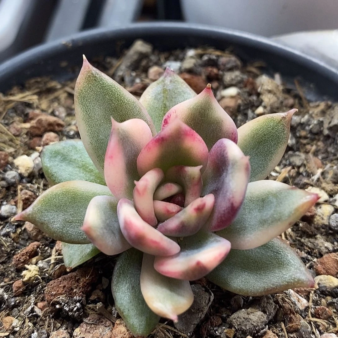 火焰山锦 小方花圃一物一拍