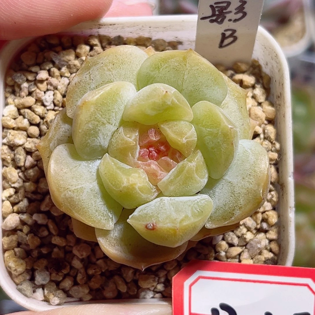 B125 一物一拍 花影B