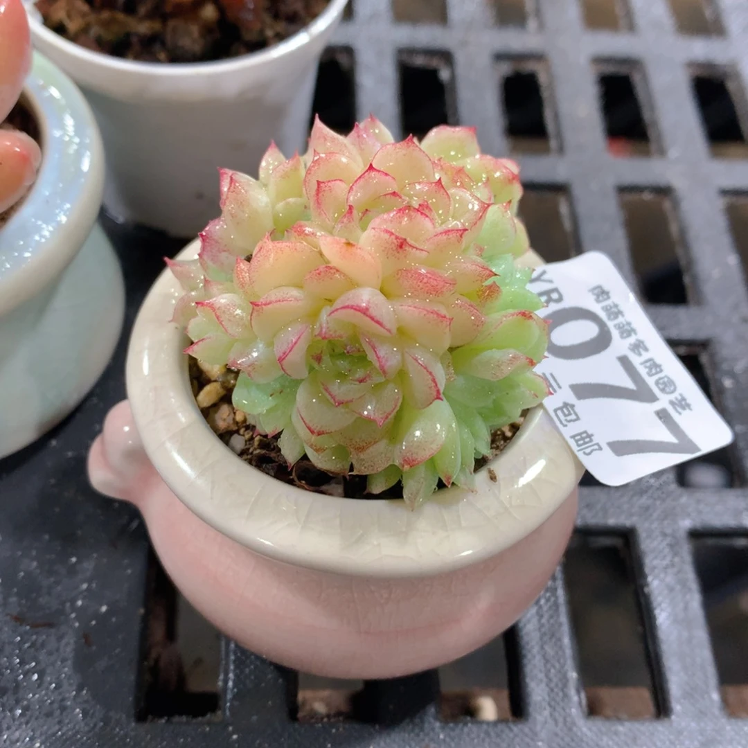 肉萌萌拇指盆精控多肉YR077