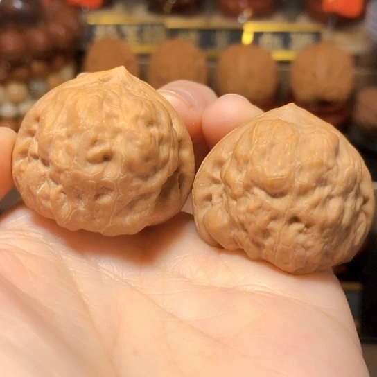 野生小众：精品古蟾