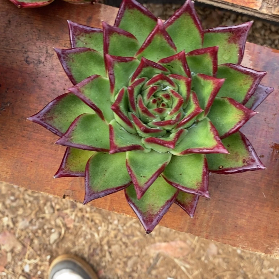 多肉植物透体原始种