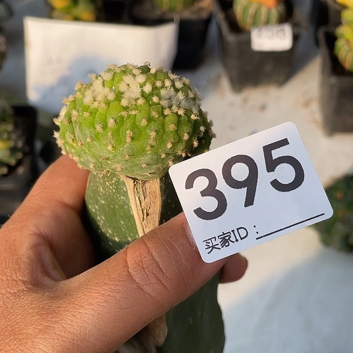 用***哥三角嫁接395号草球一颗
