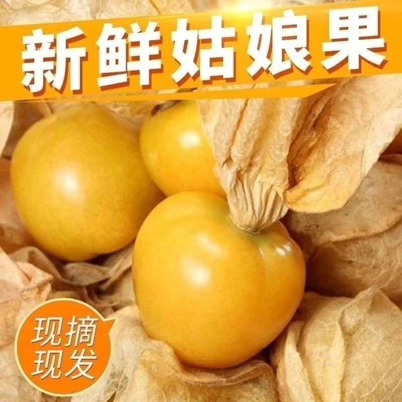 【云南姑娘果中小果】新鲜产地直发菇娘果灯笼南方果当季新鲜水果