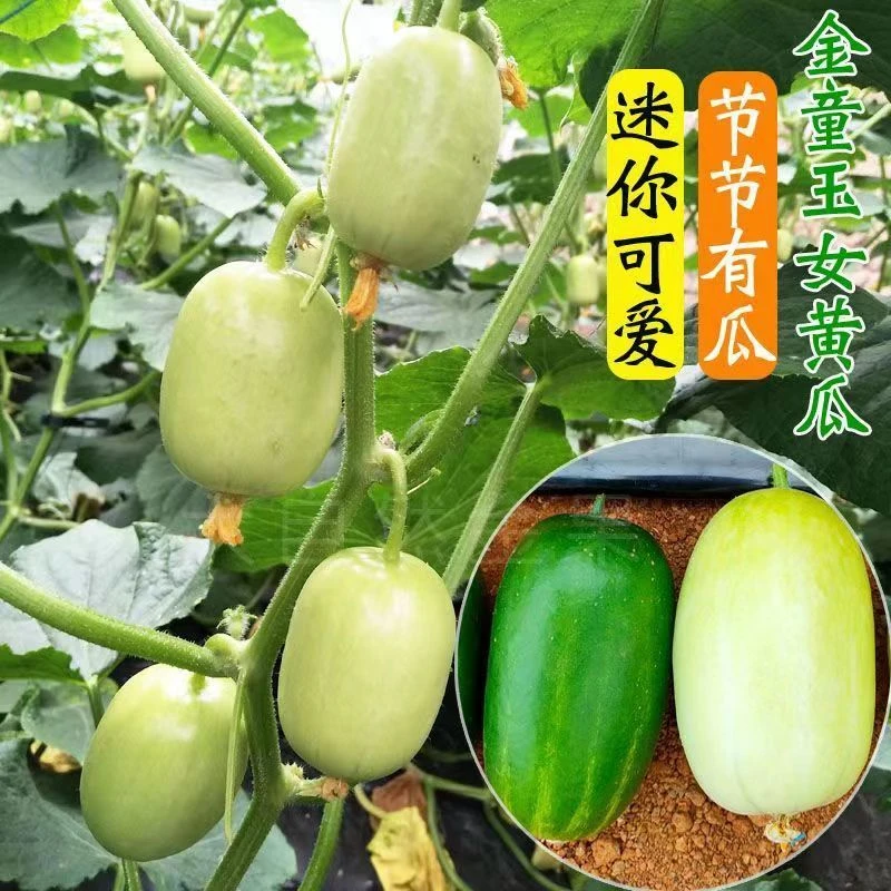 无刺小黄瓜种籽水果黄瓜苗迷你玉女黄瓜种子阳台盆栽庭院蔬菜四季