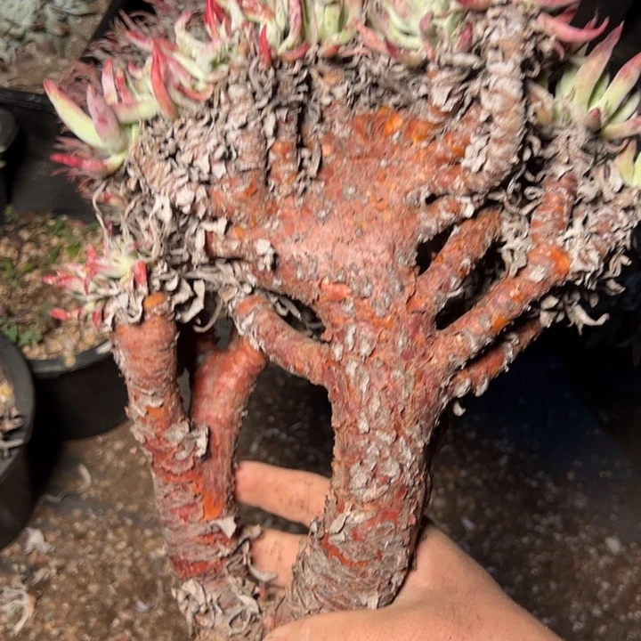 1775哈哈哈哈哈哈哈