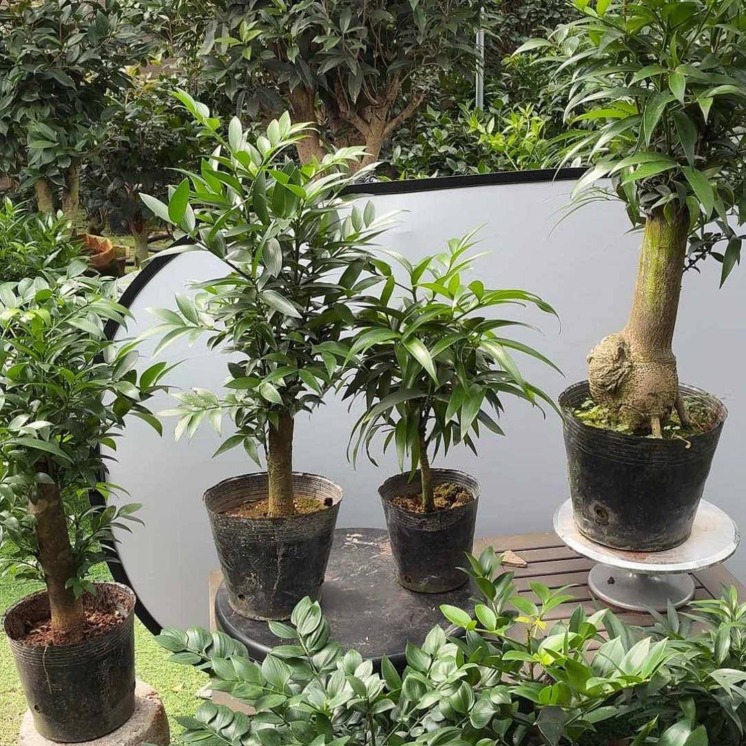 完全开放竹柏老桩一物一拍顺丰包邮