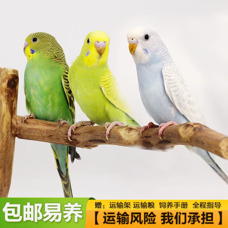 虎皮鹦鹉活体宠物 小鸟鹦鹉活宠幼鸟萌宠鸟类