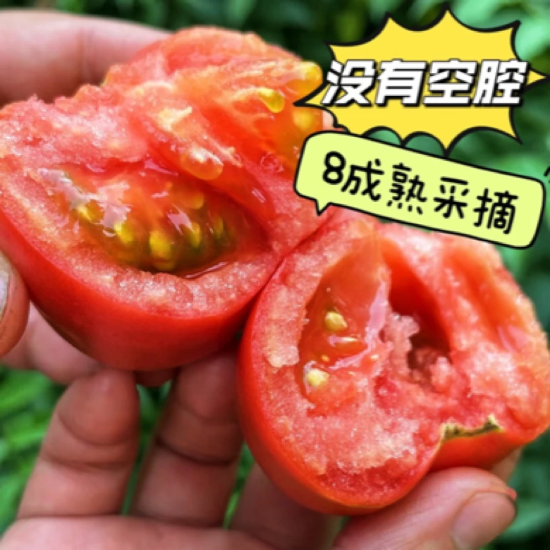 【返场款】爆汁Q25水果番茄|直接炫,超爽!8成熟采摘!京东空运发货
