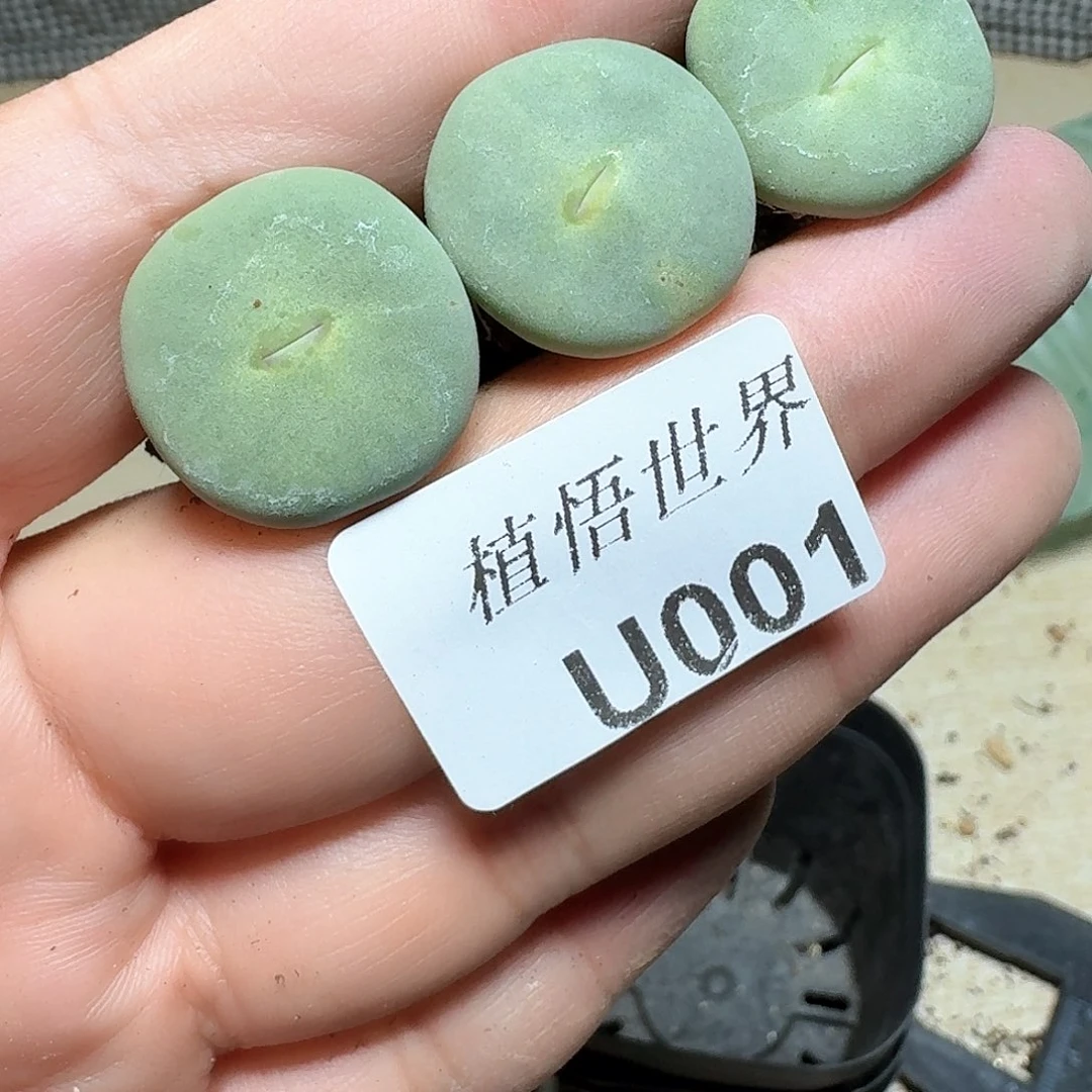 001盒多肉植物哇f g