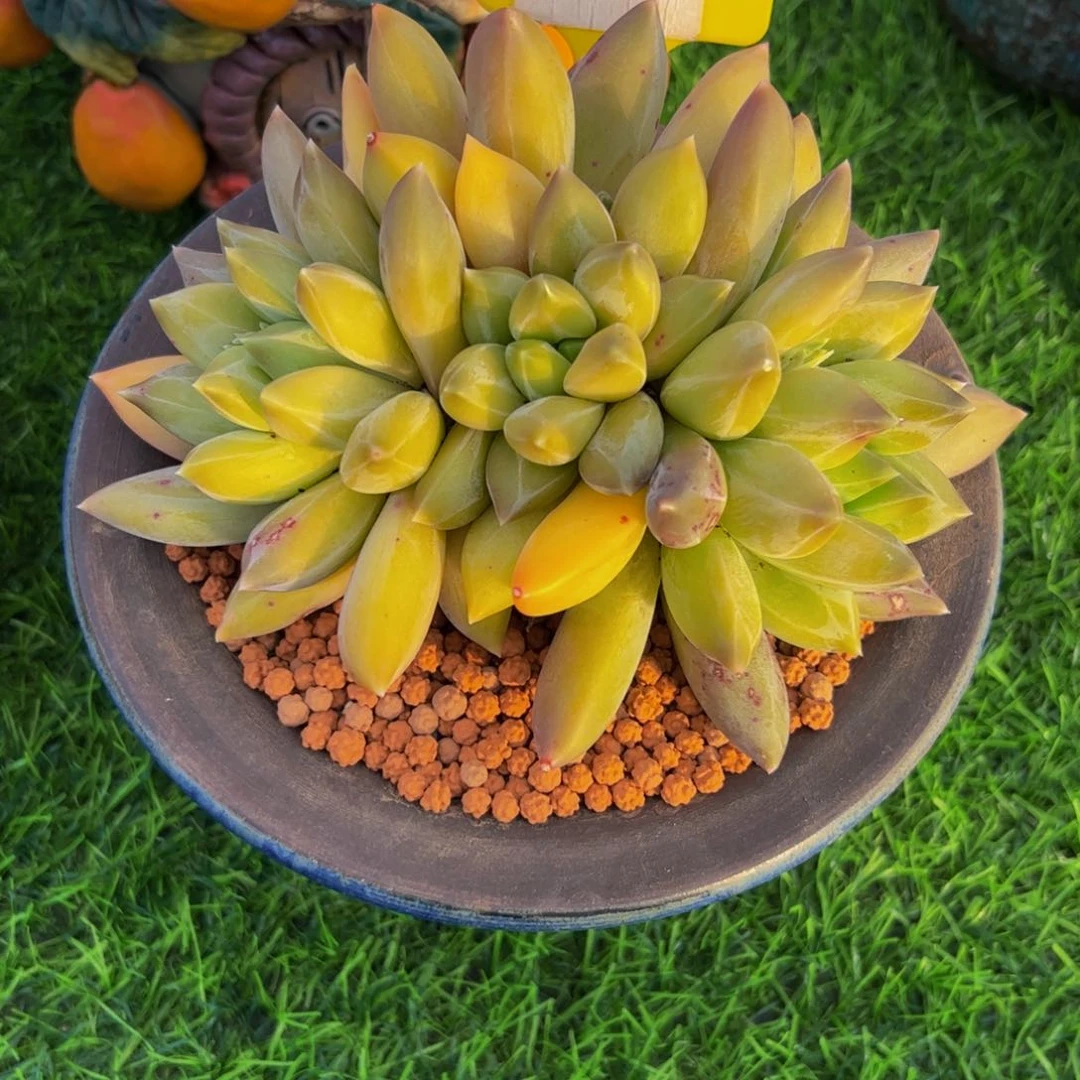 海****司重楼朵朵缀5号