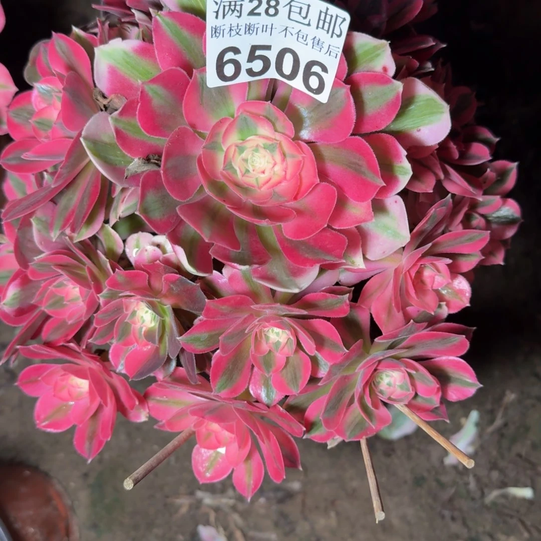 6506女巫多肉植物