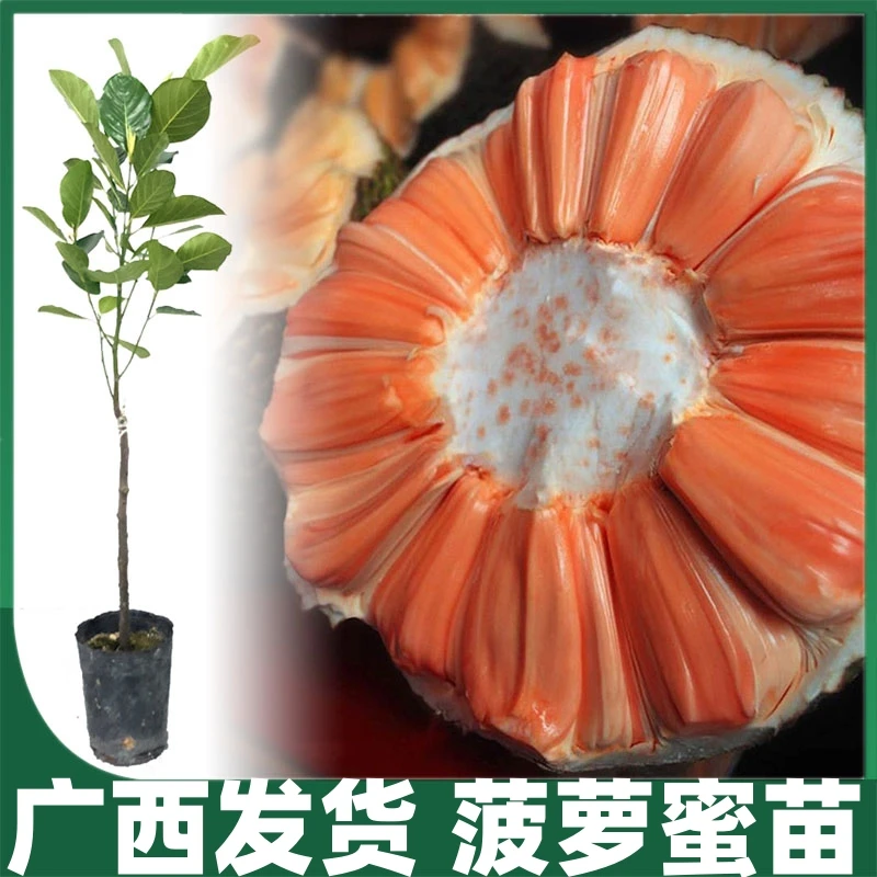 印尼红肉菠萝蜜树苗栽嫁接苗干苞黄肉菠萝蜜苗盆栽地四季菠萝蜜苗
