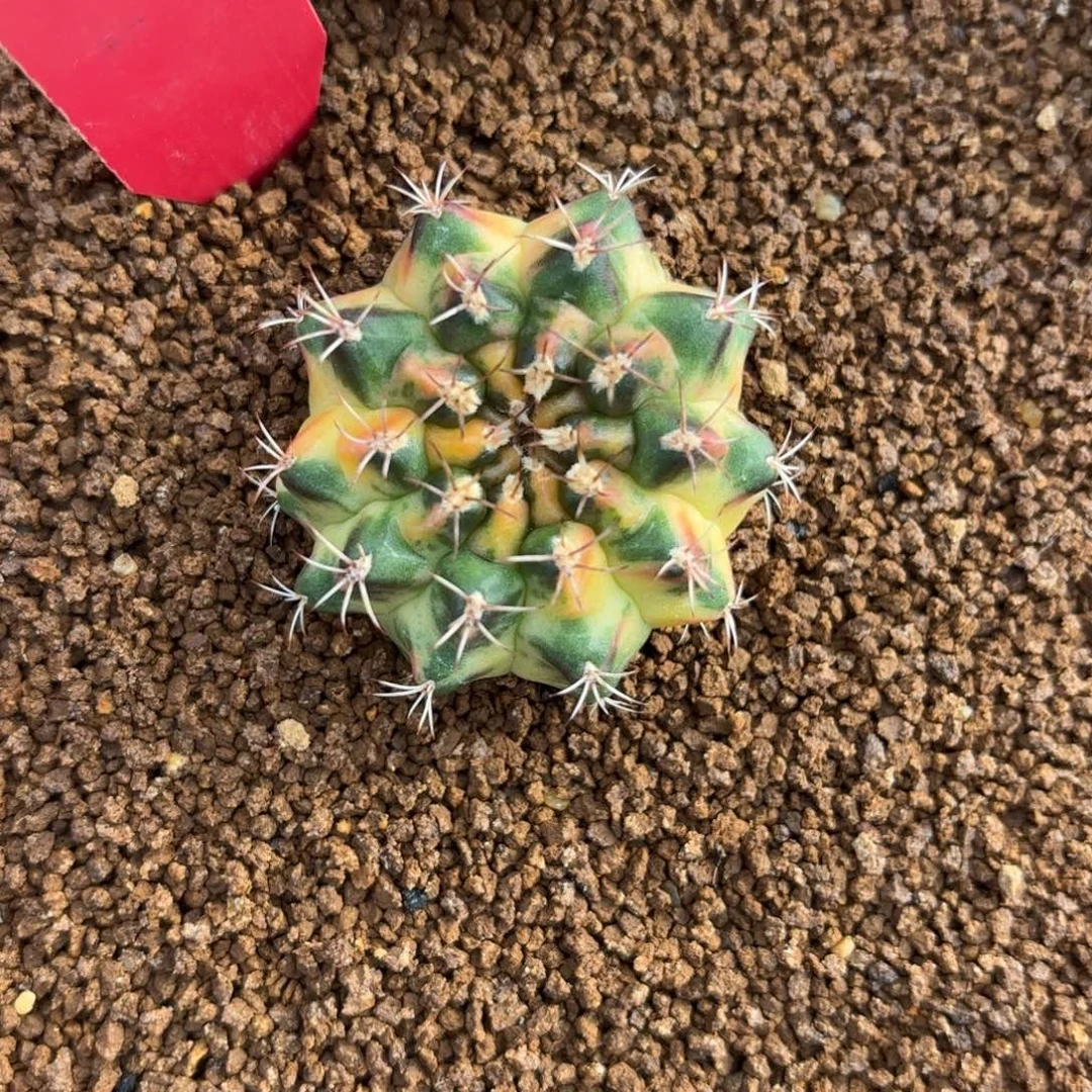 L514-1222泰国发货 波西米亚