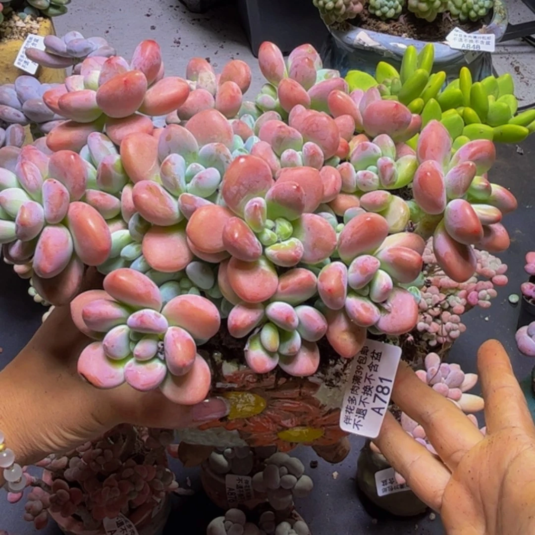 樱花洛神781/16cm多肉