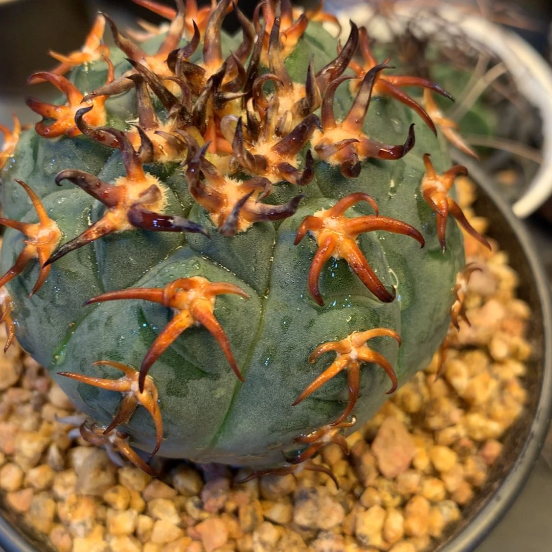 >*<专拍一物一拍。