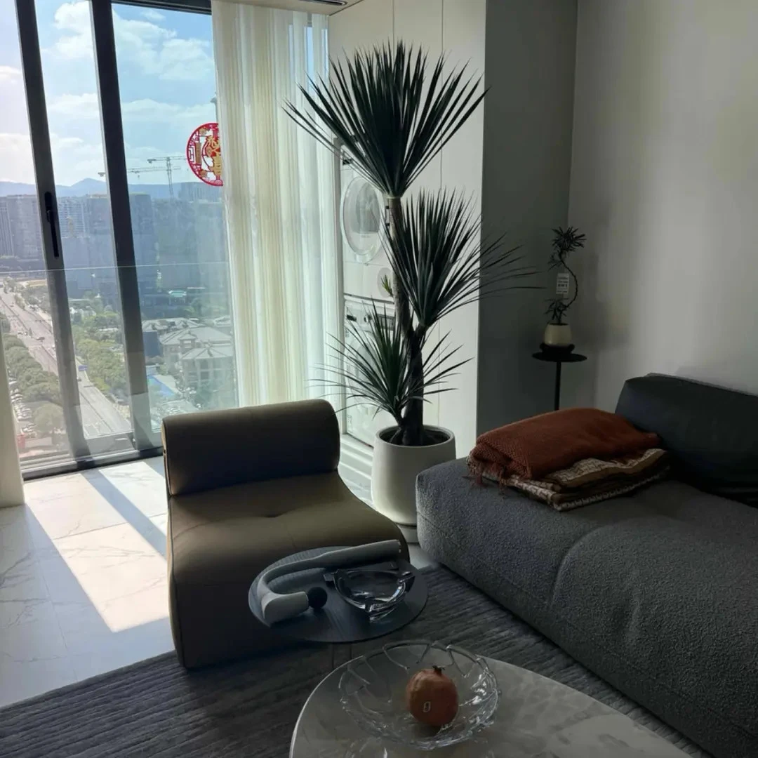 黑珍珠龙血树大型绿植盆栽室内客厅四季常青懒人好养