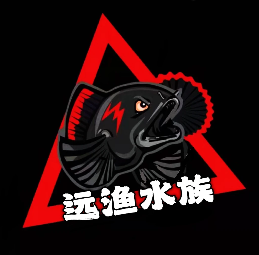 《远渔》直播间专拍！鬼王、眼镜蛇、奶茶、酒红！