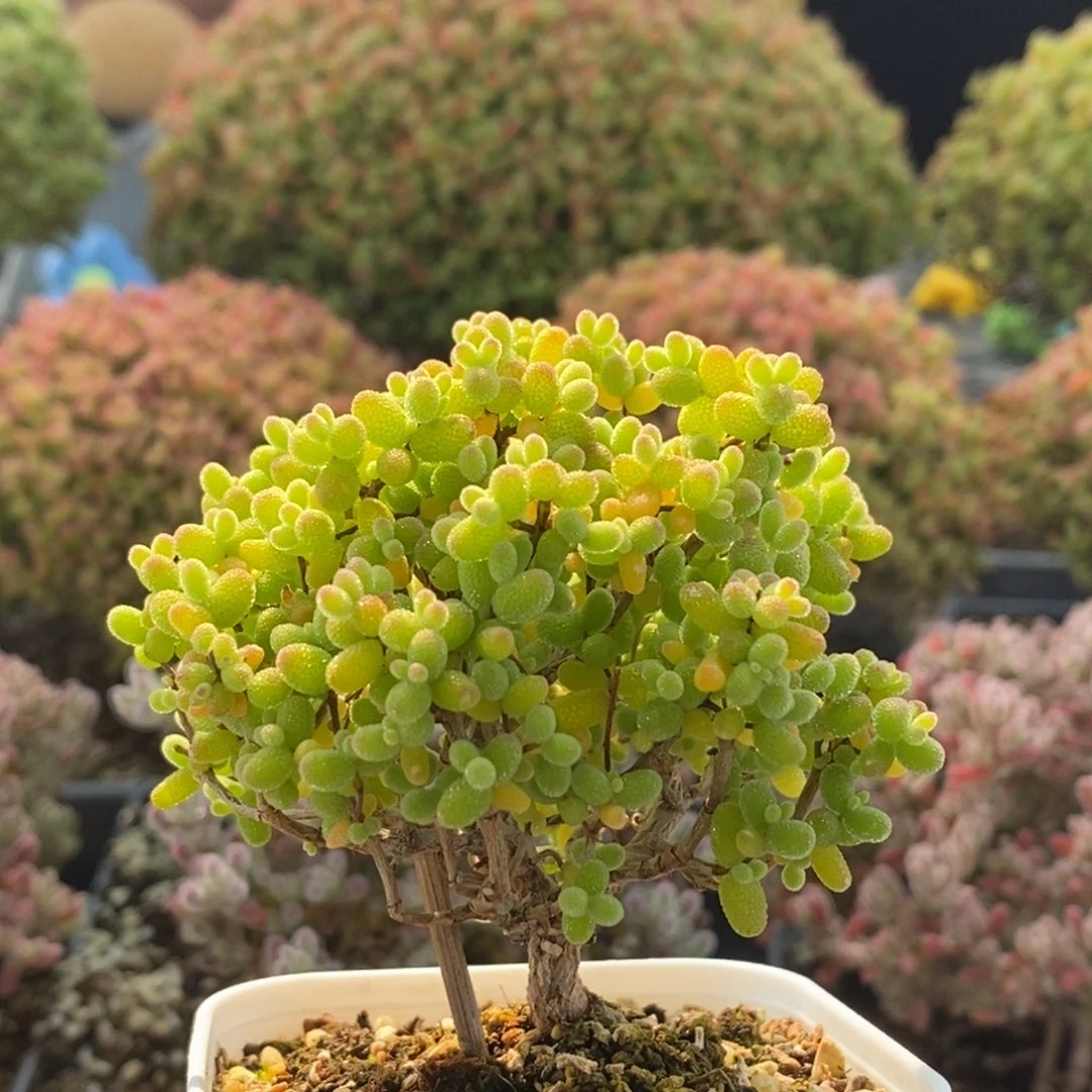 金橘糖球3374枝干番杏