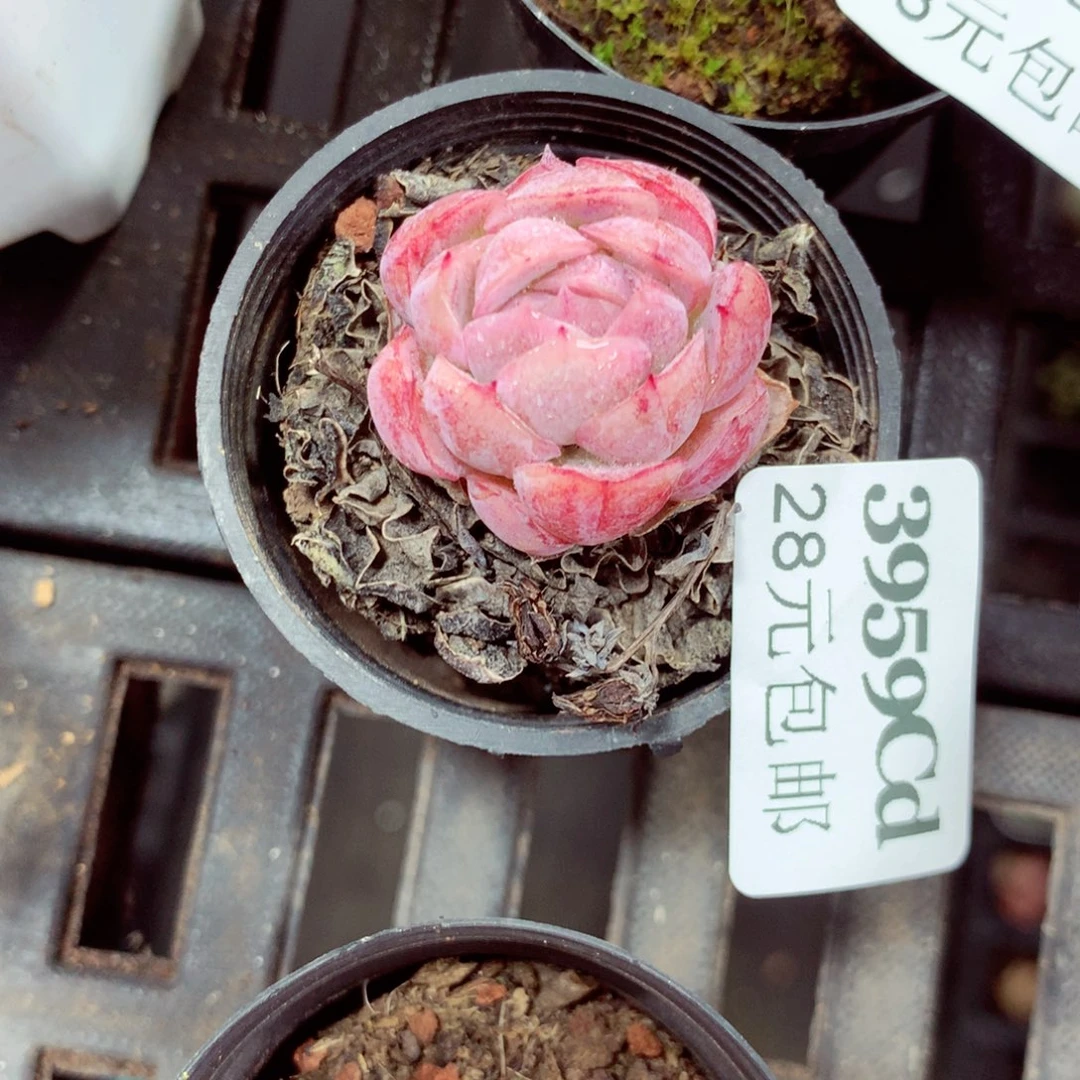 5厘米盆精控多肉3959