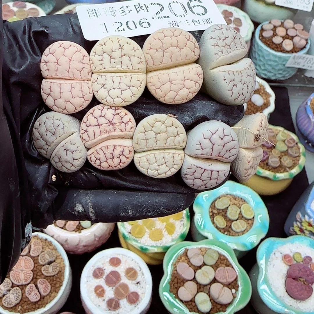 生石花满18包邮1206-203