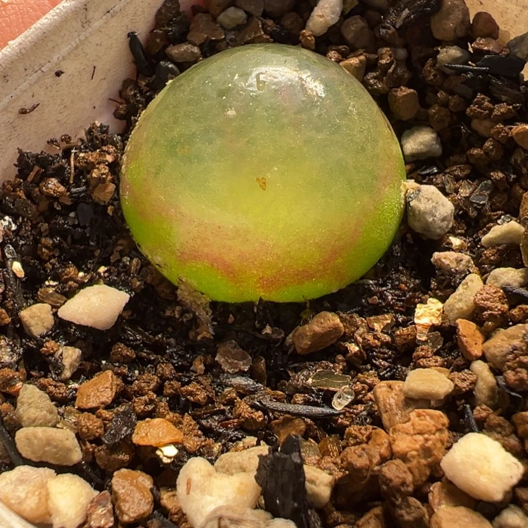 015多肉植物种类多样