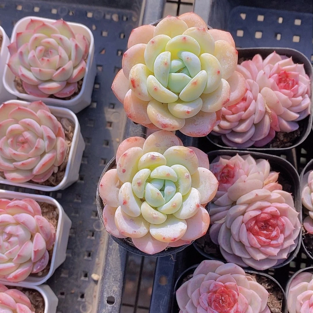 0129-小单头冷香两颗 量拍