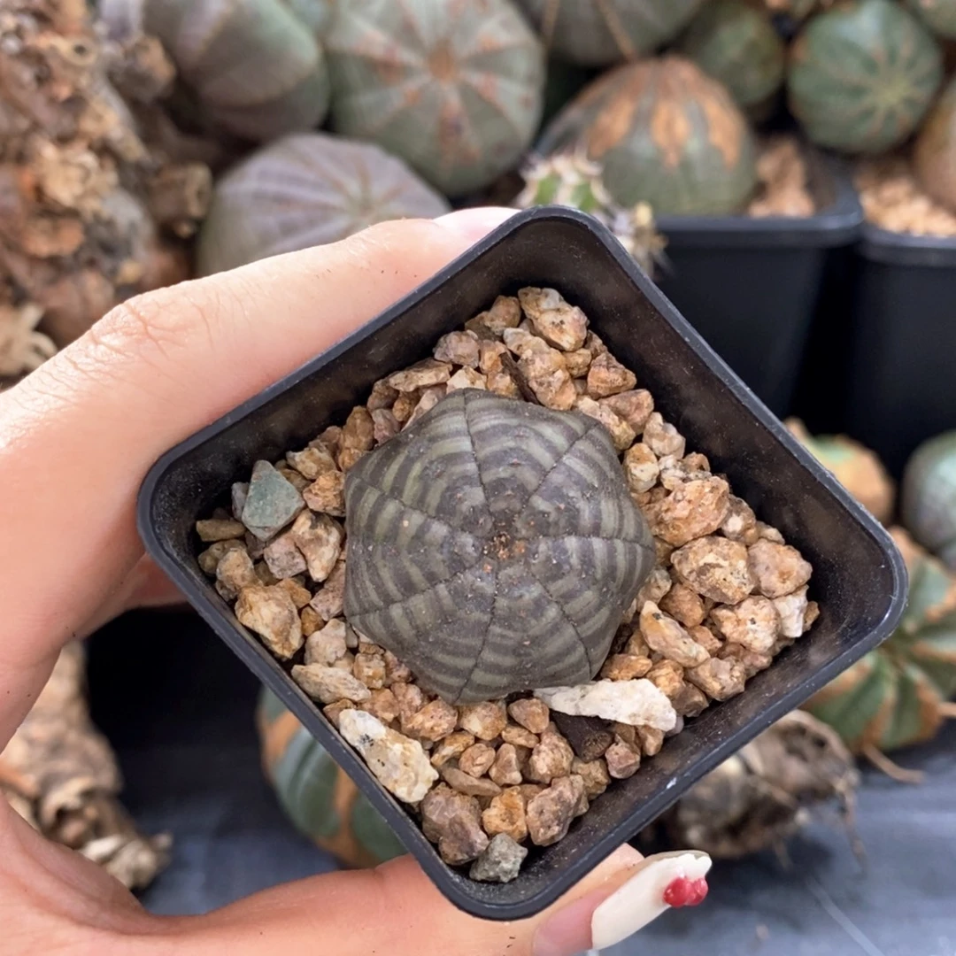 欧系实生布纹球一物一拍