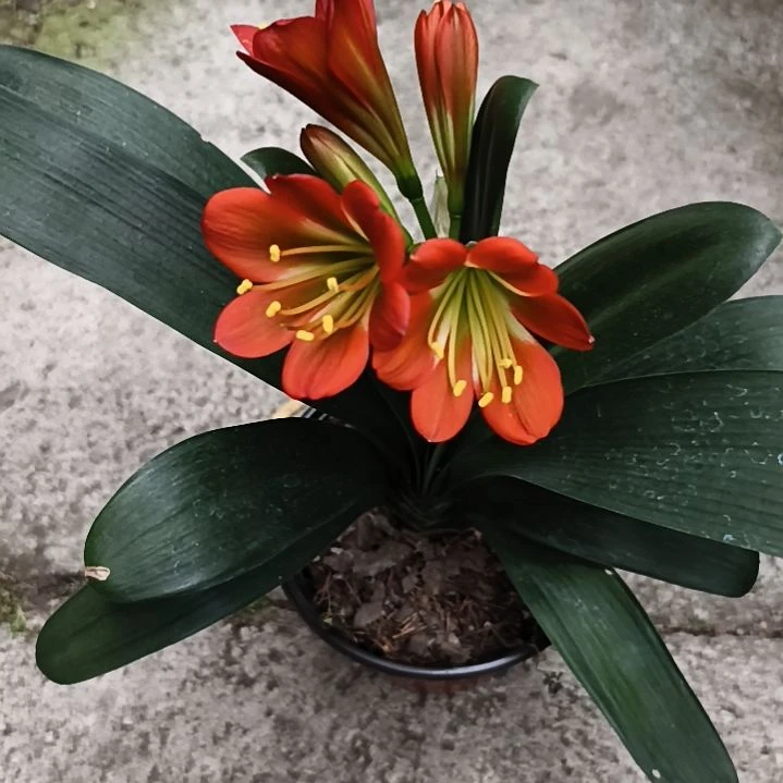 当前无花栽培后可以开花阳***y