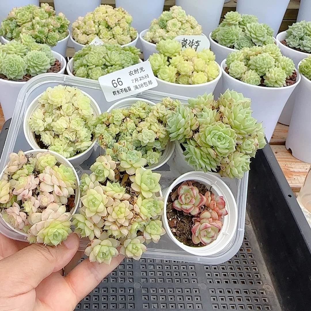 【闪购商品】0725-66福利（不包整