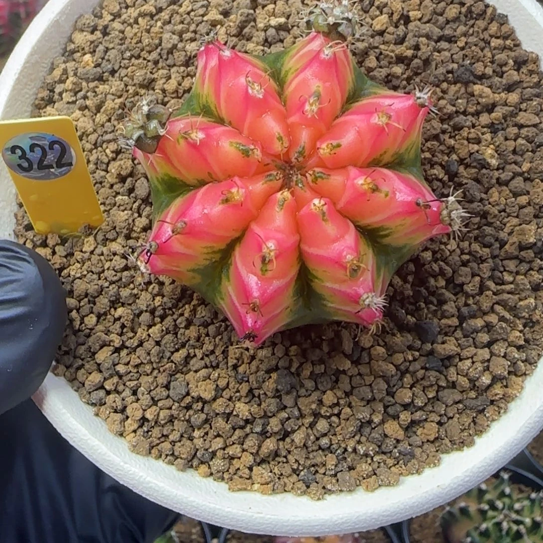 322号泰系名品侧芽粉水晶