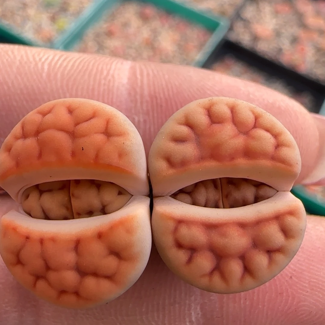 3.6。 上播福利两颗。  8011