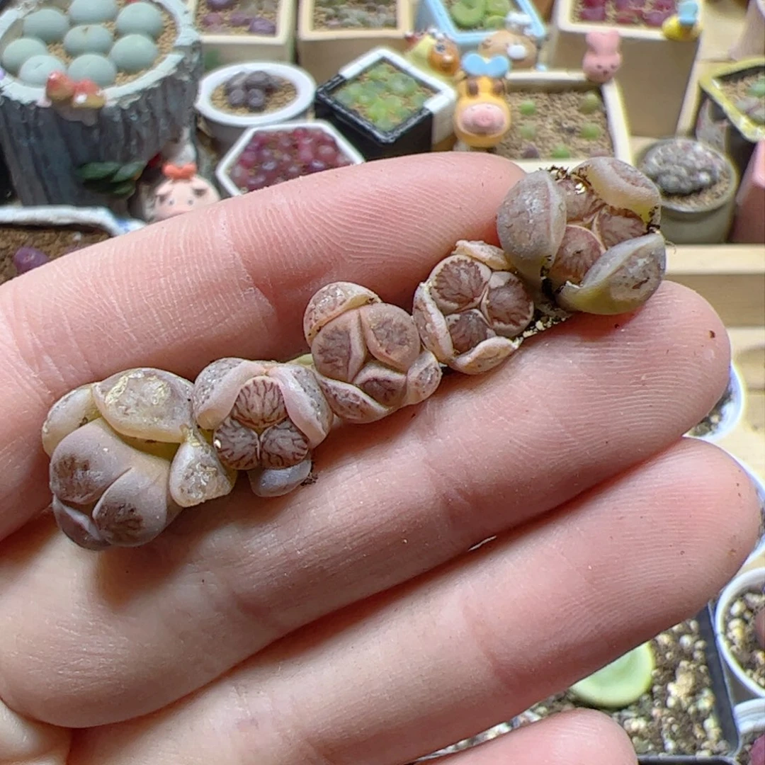 【闪购商品】367 菊奔驰