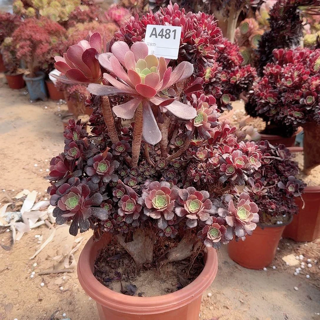 481欧紫有大伤一颗