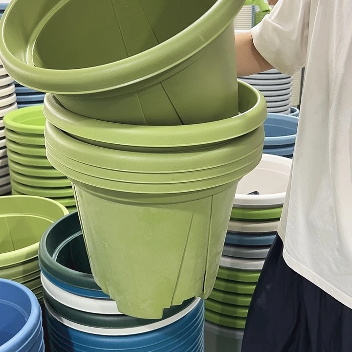 青山口40高34果绿无托5只