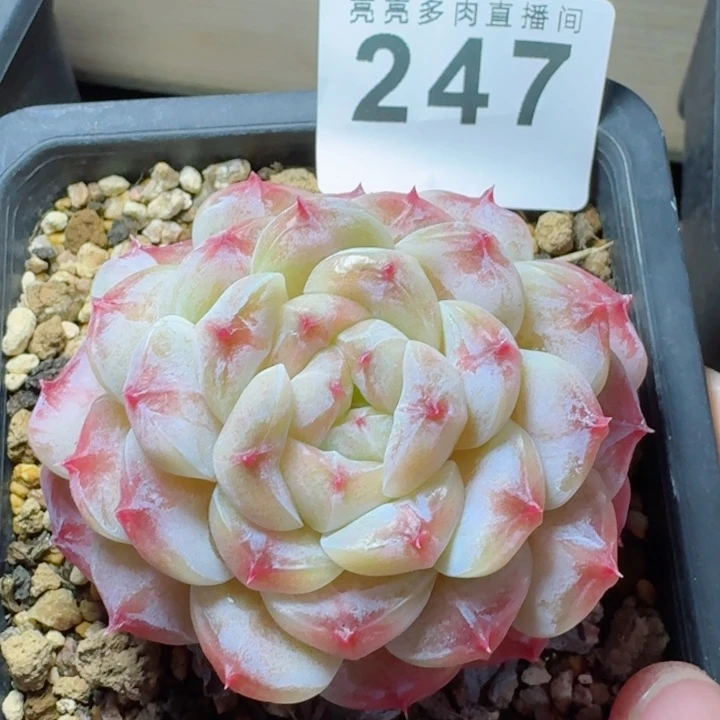 白巧         精控精养多肉植物