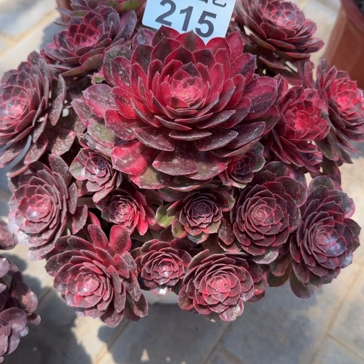 虹***妹黑魔锦捧寄养➕链接费215肉