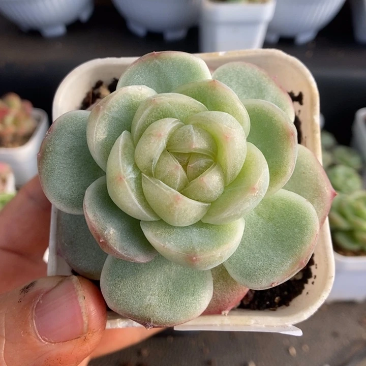 一物一拍一物一拍1111-239